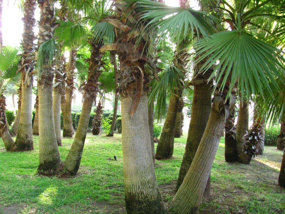 Парк около отеля Hotel Özkaymak Falez