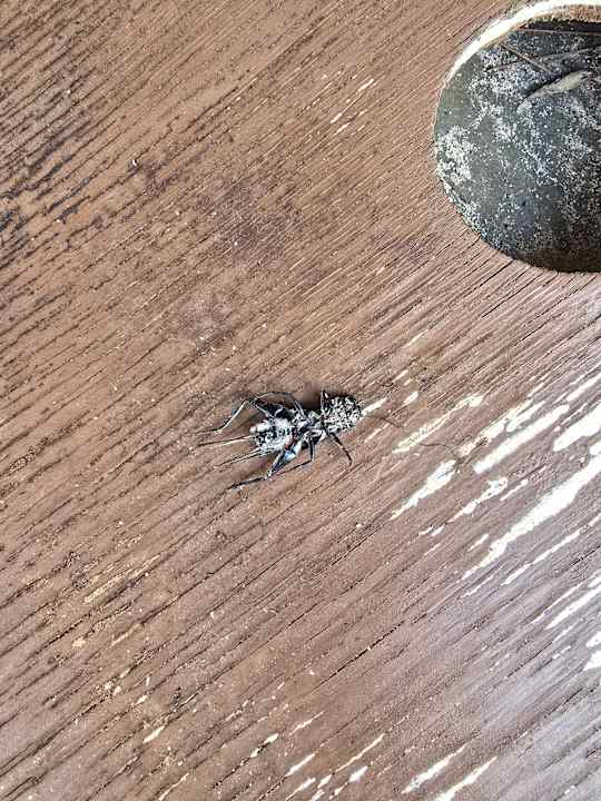 Pool Caramelo Palma Beach