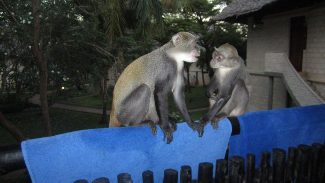 Besuch am Balkon Baobab Holiday Resort