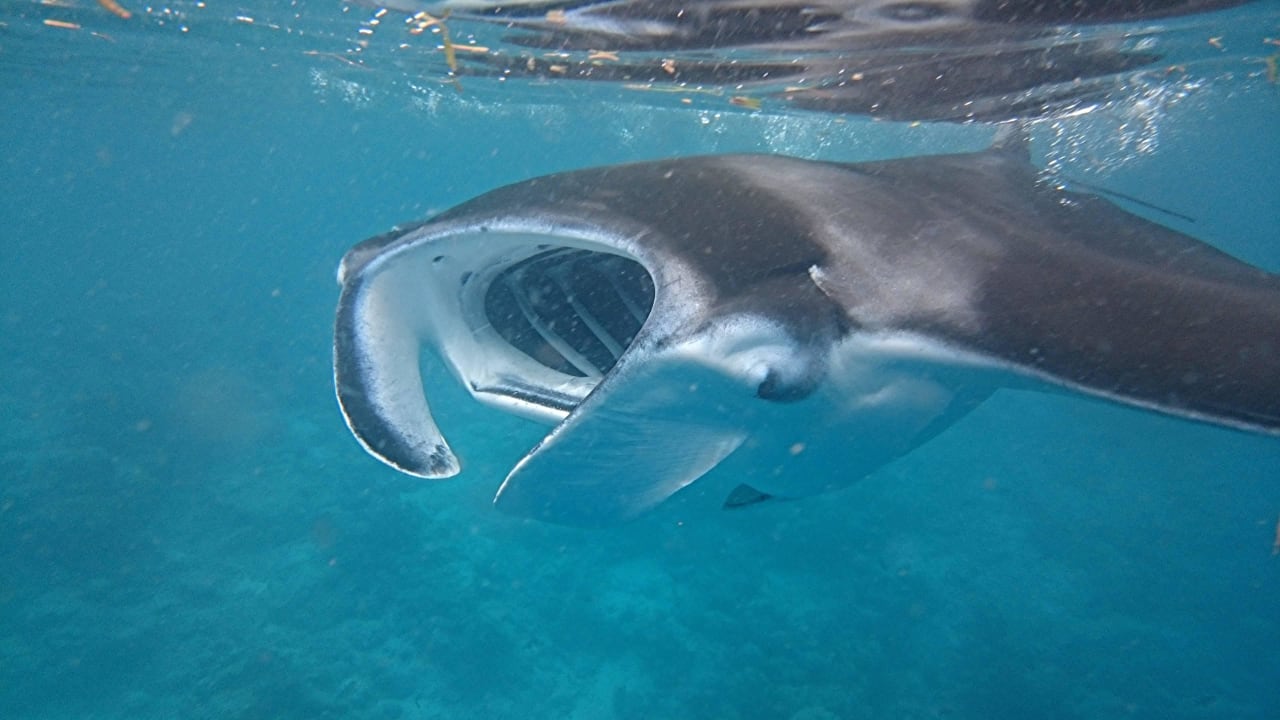 Riesenmanta mit 3 Meter Spannweite zum Anfassen Kuredu Island Resort & Spa