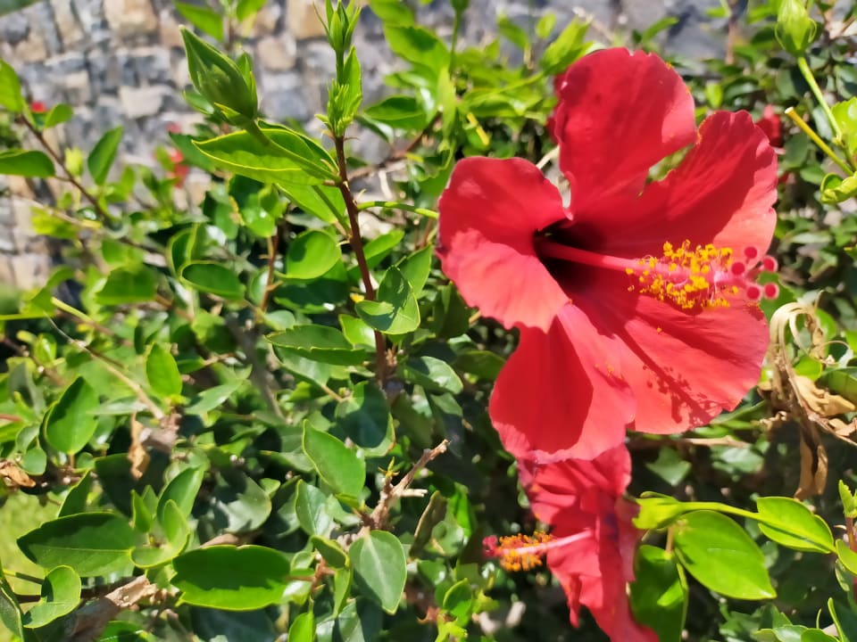 Gartenanlage Atlantica Mikri Poli Crete