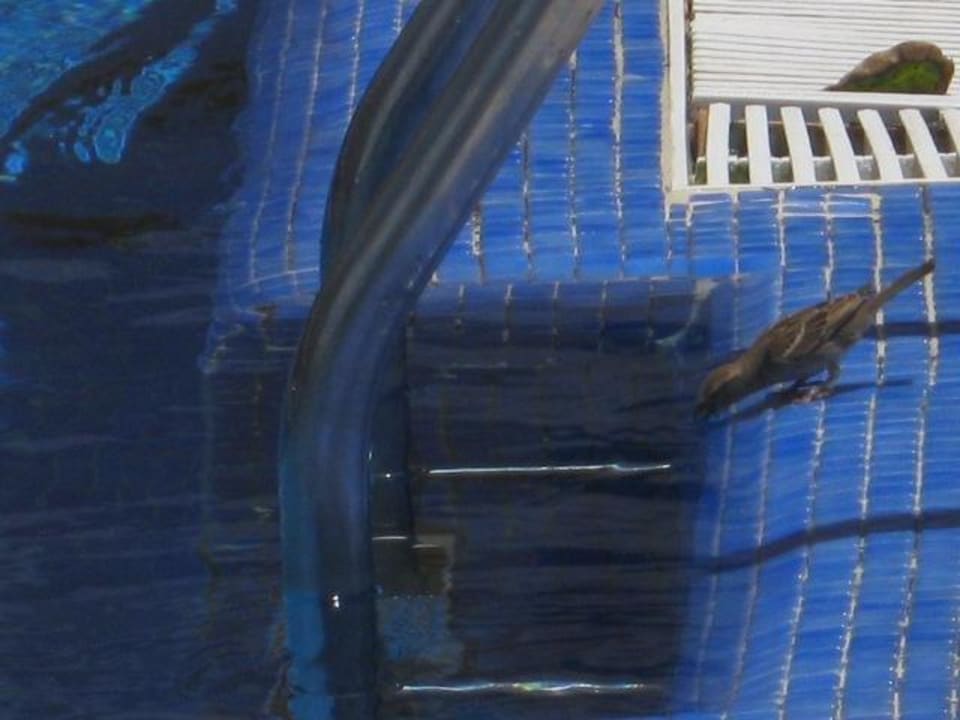 Pozostały motyw AluaVillage Fuerteventura