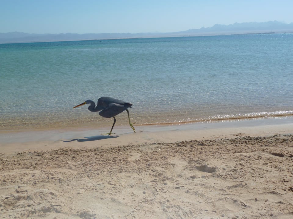 Ägyptischer Fischreier Hotel Sheraton Soma Bay Resort