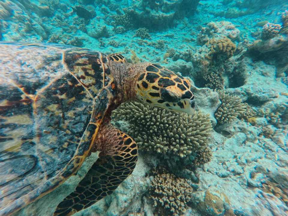 Strand Vilamendhoo Island Resort & Spa