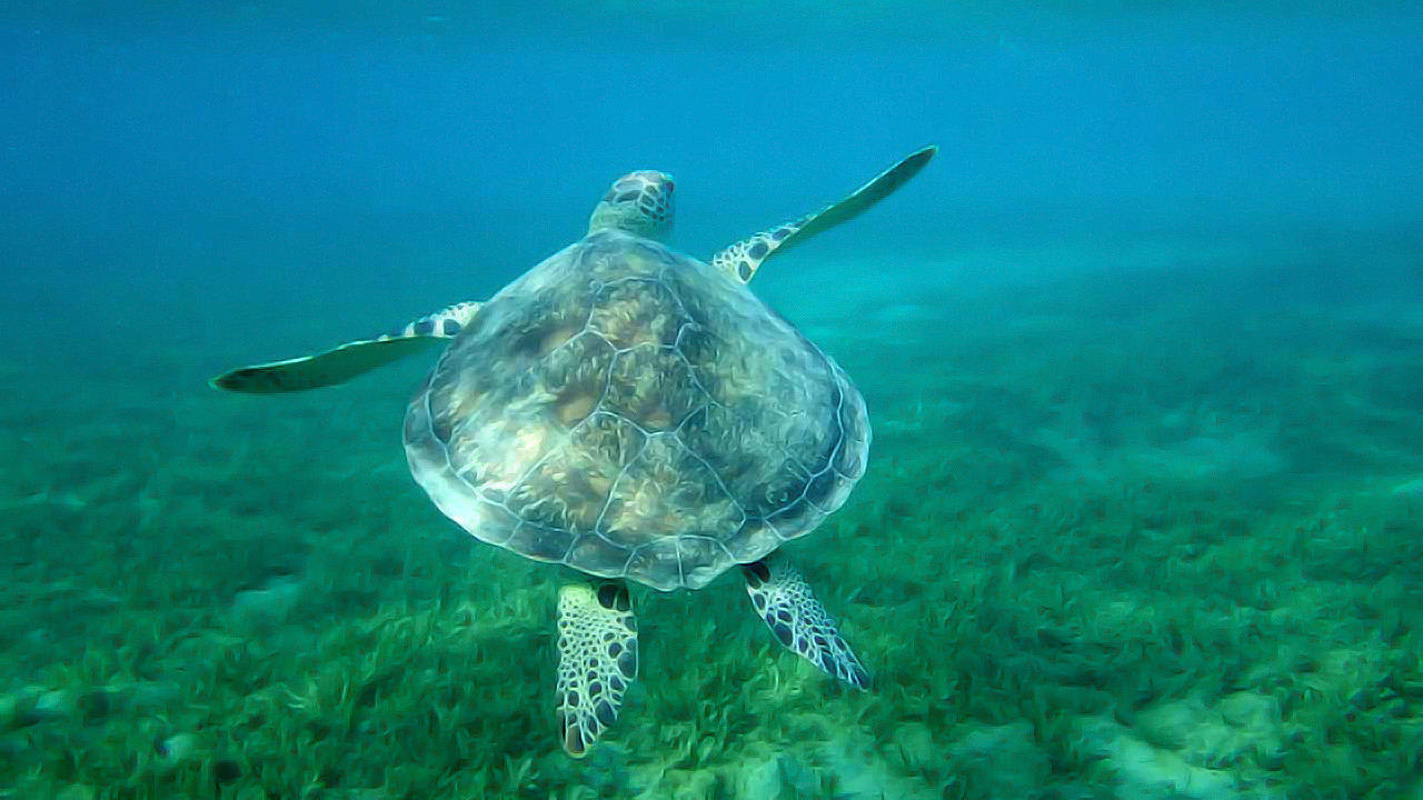 Schildkröte Lahami Bay Beach Resort