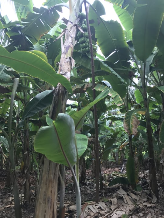 Gartenanlage Adaaran Select Hudhuran Fushi - Premium All Inclusive