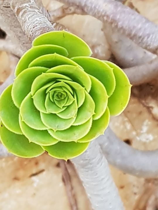 Gartenanlage allsun Hotel Malia Beach