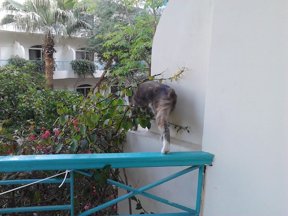 Balkongeländer 1. Stock = Katzenpfad Bella Vista Resort Hurghada