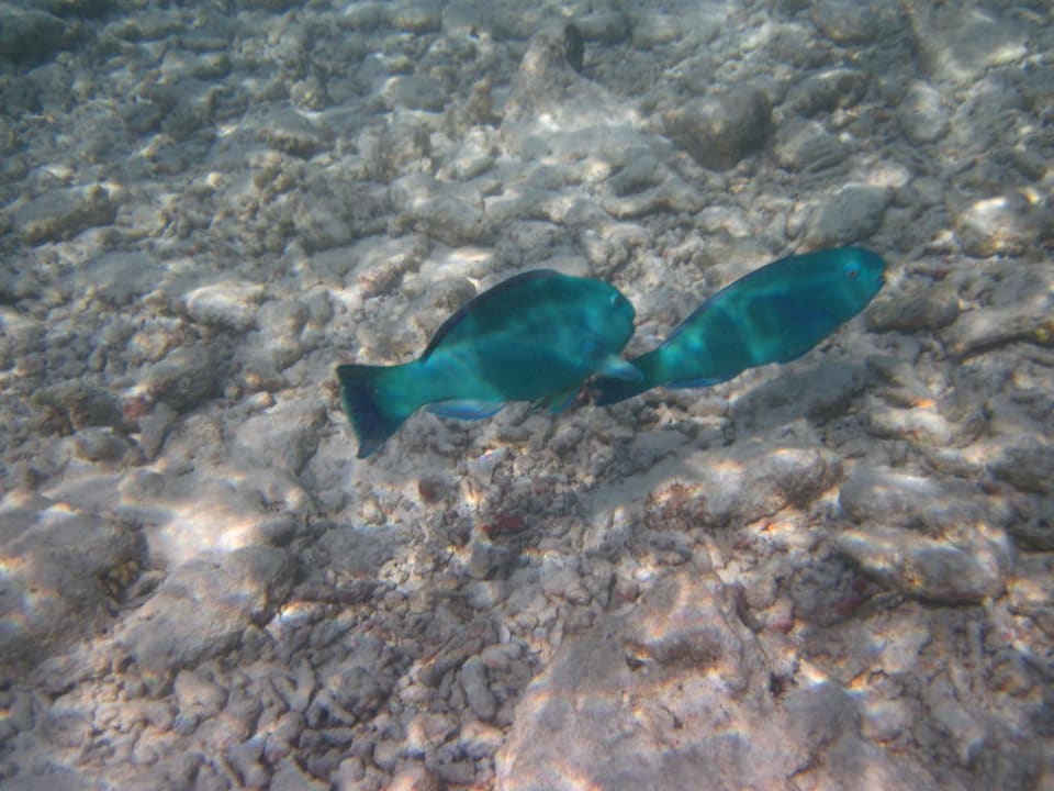 Farbenpracht Kuramathi Maldives
