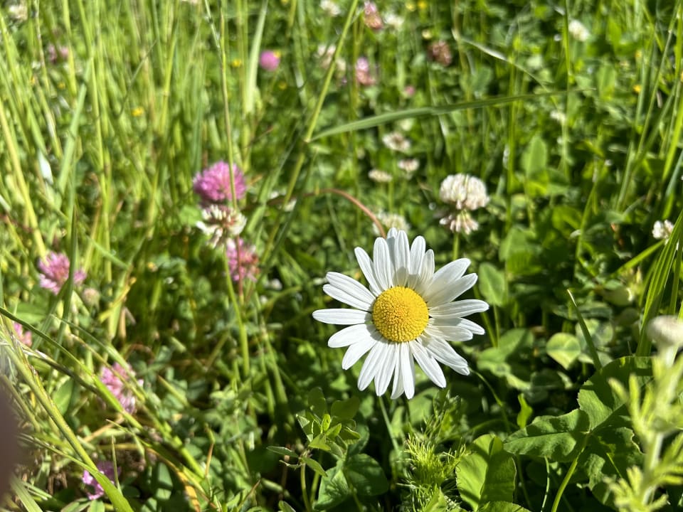 Sonstiges Narzissendorf Zloam - Grundlsee