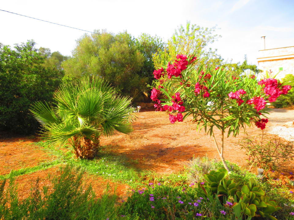 1 ha Grundstück Fincahotel Son Baro