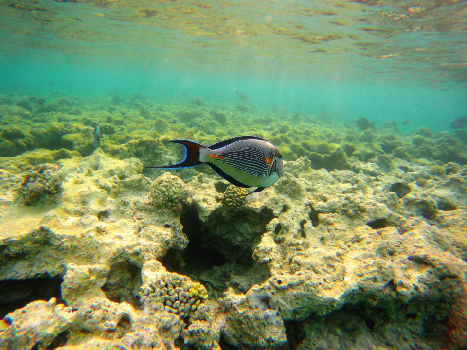 Strand Grand Waterworld Makadi & Family Star Makadi