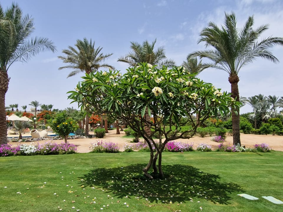 Gartenanlage Steigenberger ALDAU Beach Hotel