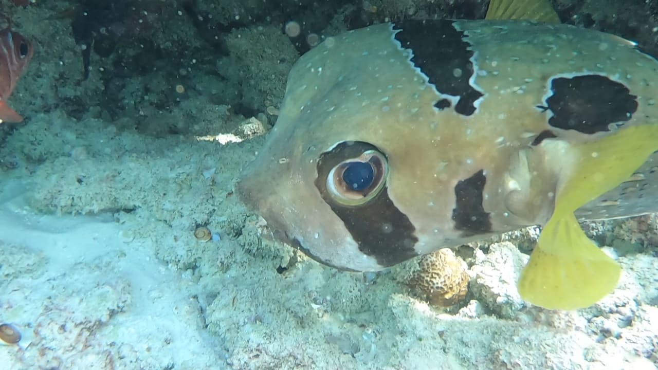 Sport & Freizeit NH Collection Maldives Reethi Resort