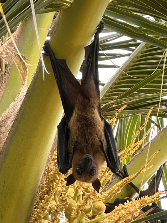 Gartenanlage Adaaran Select Meedhupparu Island Resort - Premium All Inclusive