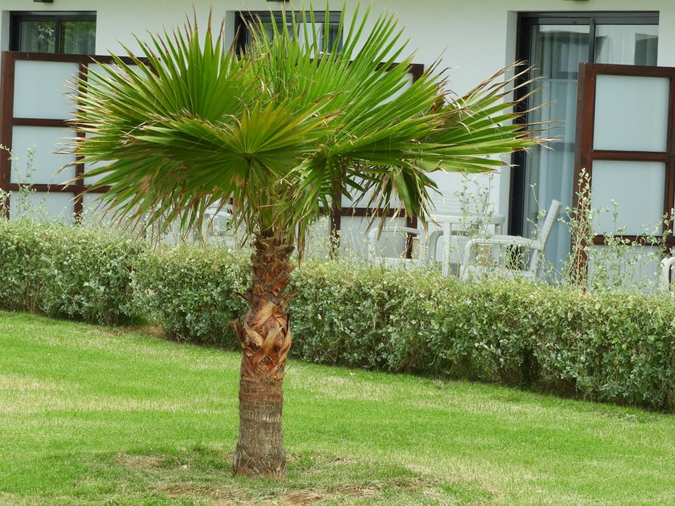 Gartenanlage Meliá Laguna Beach