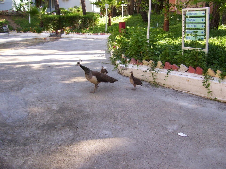 Gartenanlage Club Sidelya Hotel