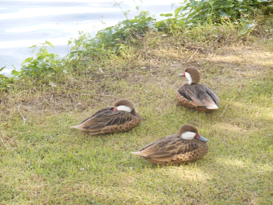 Enten Villas Bavaro Resort & Spa