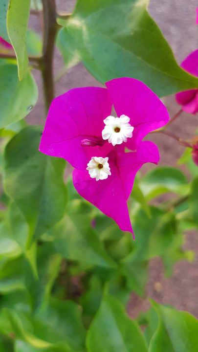 Gartenanlage allsun Hotel Esplendido