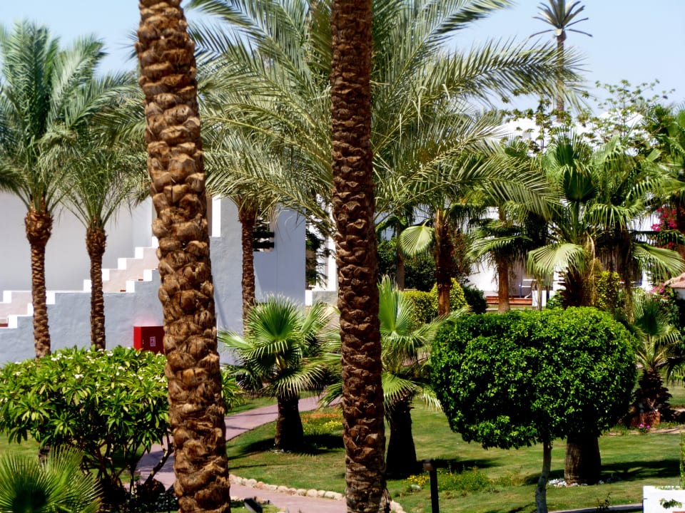 Widok na zadbaną zieleń JAZ Sharm Dream