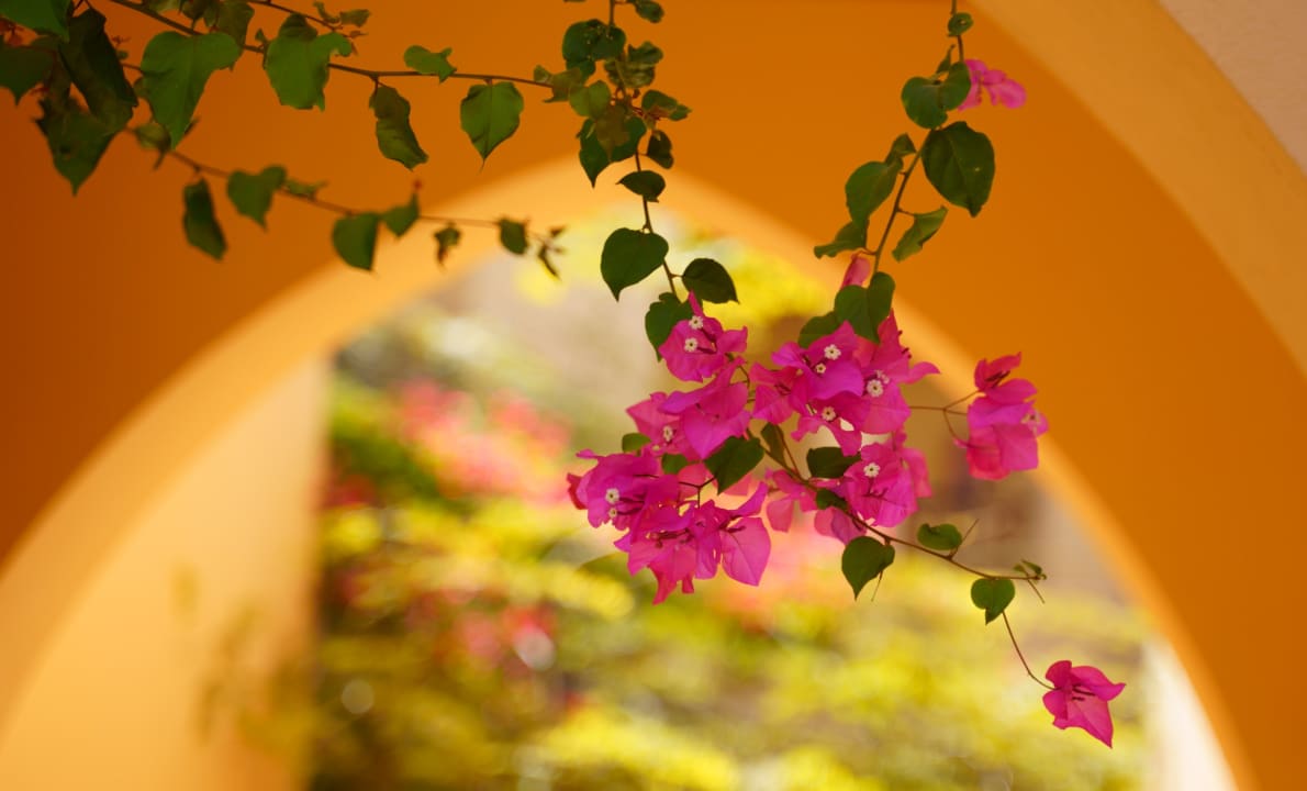 Gartenanlage Steigenberger Coraya Beach - Adults only