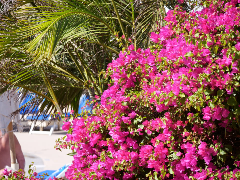 Gartenanlage Stella Beach Resort & Spa Makadi Bay