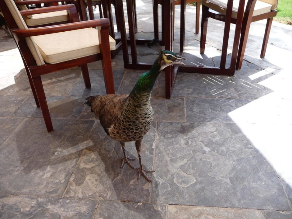 Gesellschaft beim Essen JA Palm Tree Court