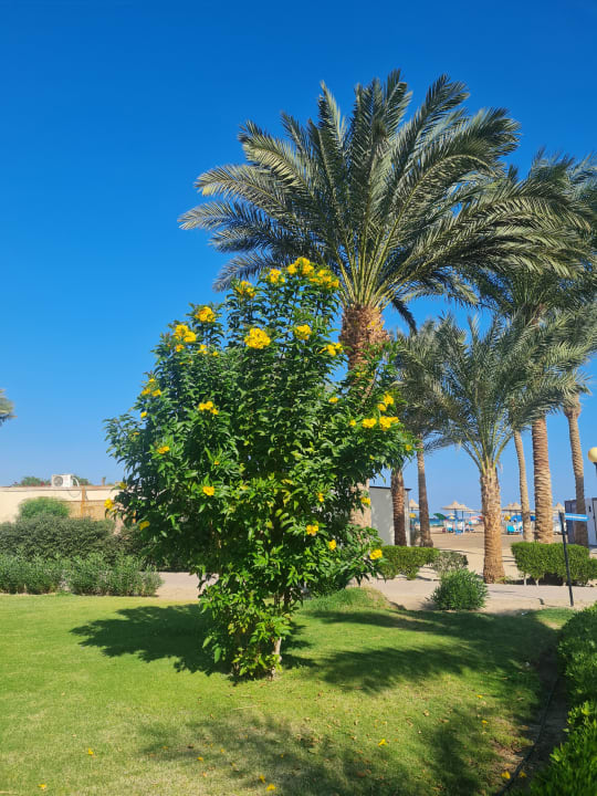 Gartenanlage Hurghada Long Beach Resort