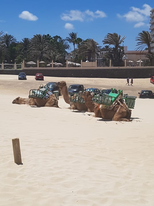 Strand Hotel Riu Oliva Beach Resort