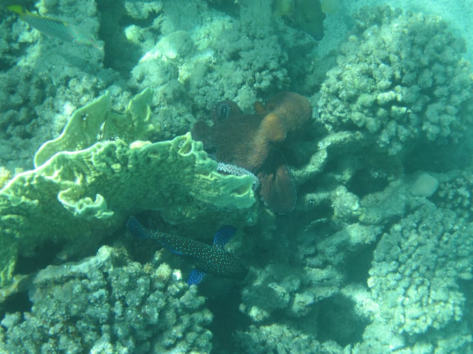 Strand Malikia Resort Abu Dabbab