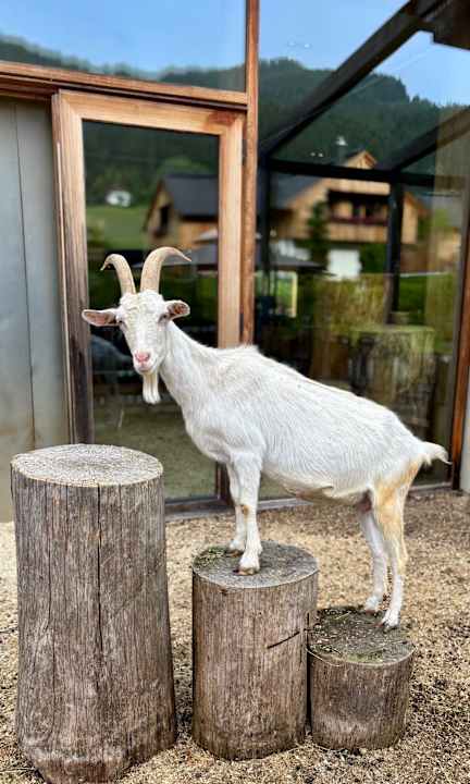 Gartenanlage Dachsteinkönig - Familux Resort