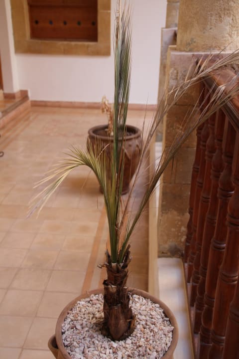 Vertrocknete Pflanzen Hotel Palais Des Remparts