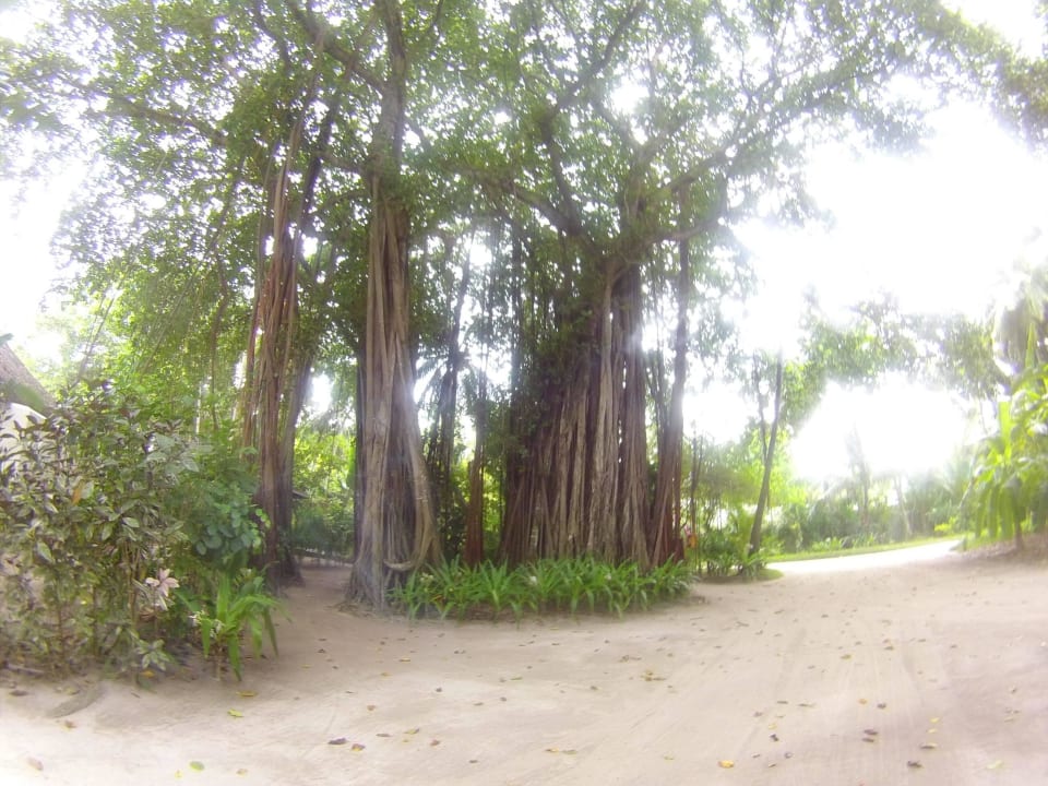 Flur und Fauna Kuramathi Maldives