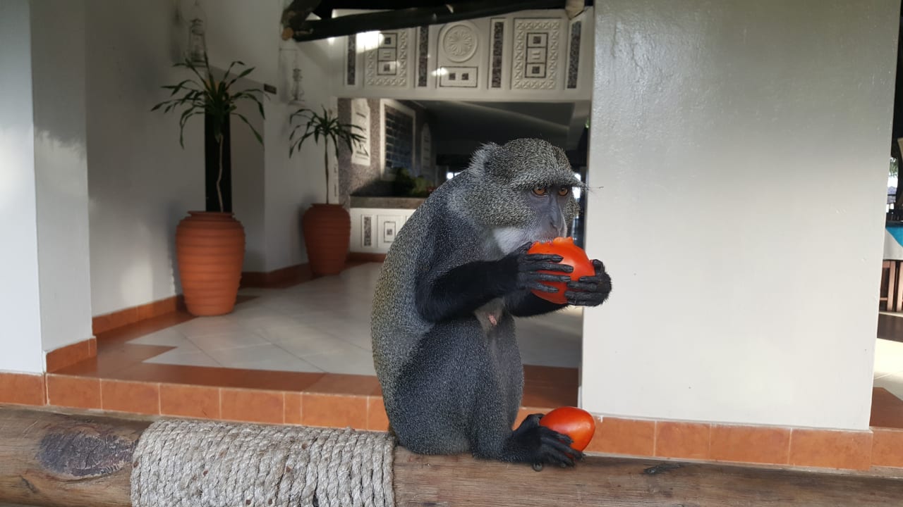 Ihm schmeckt es...LOL Neptune Village Beach Resort & Spa