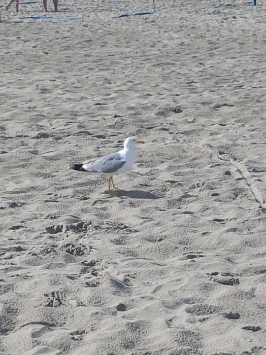 Strand Villaggio Turistico Rosapineta Sud