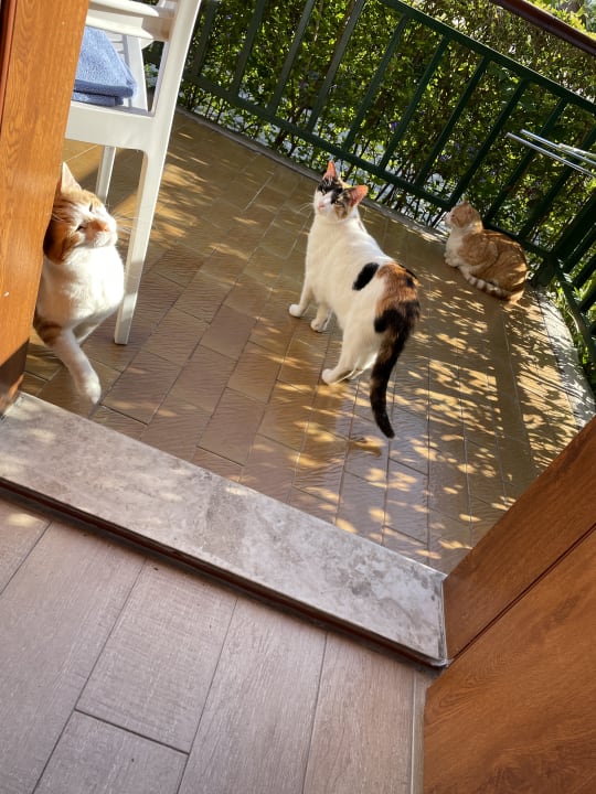 Zimmer Can Garden Beach