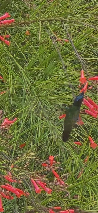 Gartenanlage Bay Gardens Beach Resort