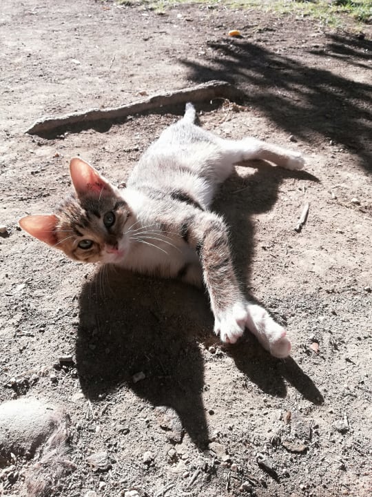 Gartenanlage Sunis Kumköy Beach Resort Hotel & Spa