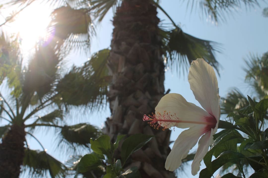 Flora Papillon Ayscha