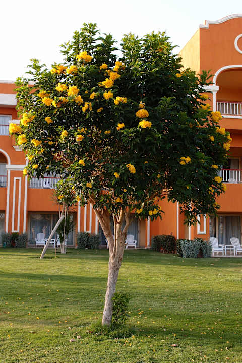Flora in the resort :) Sentido Caribbean World Soma Bay