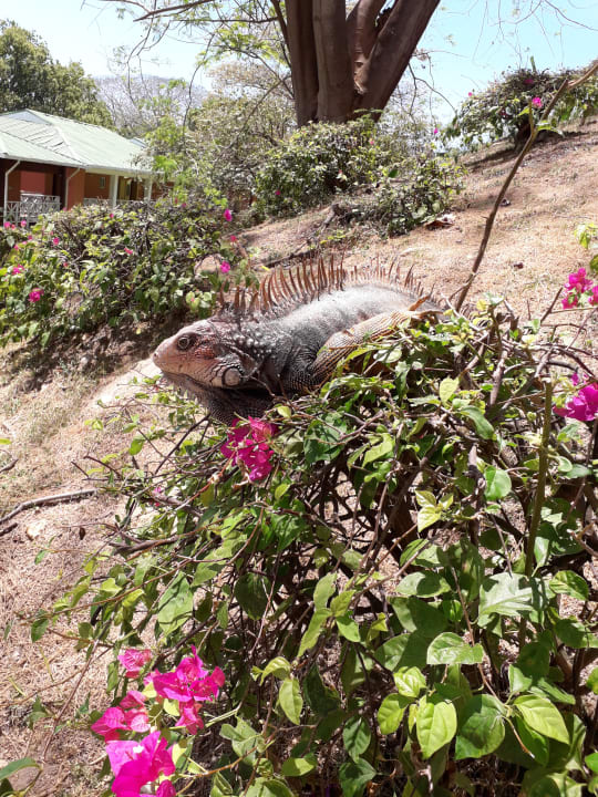 Gartenanlage Grand Decameron Panama, A Trademark All Inclusive Resort