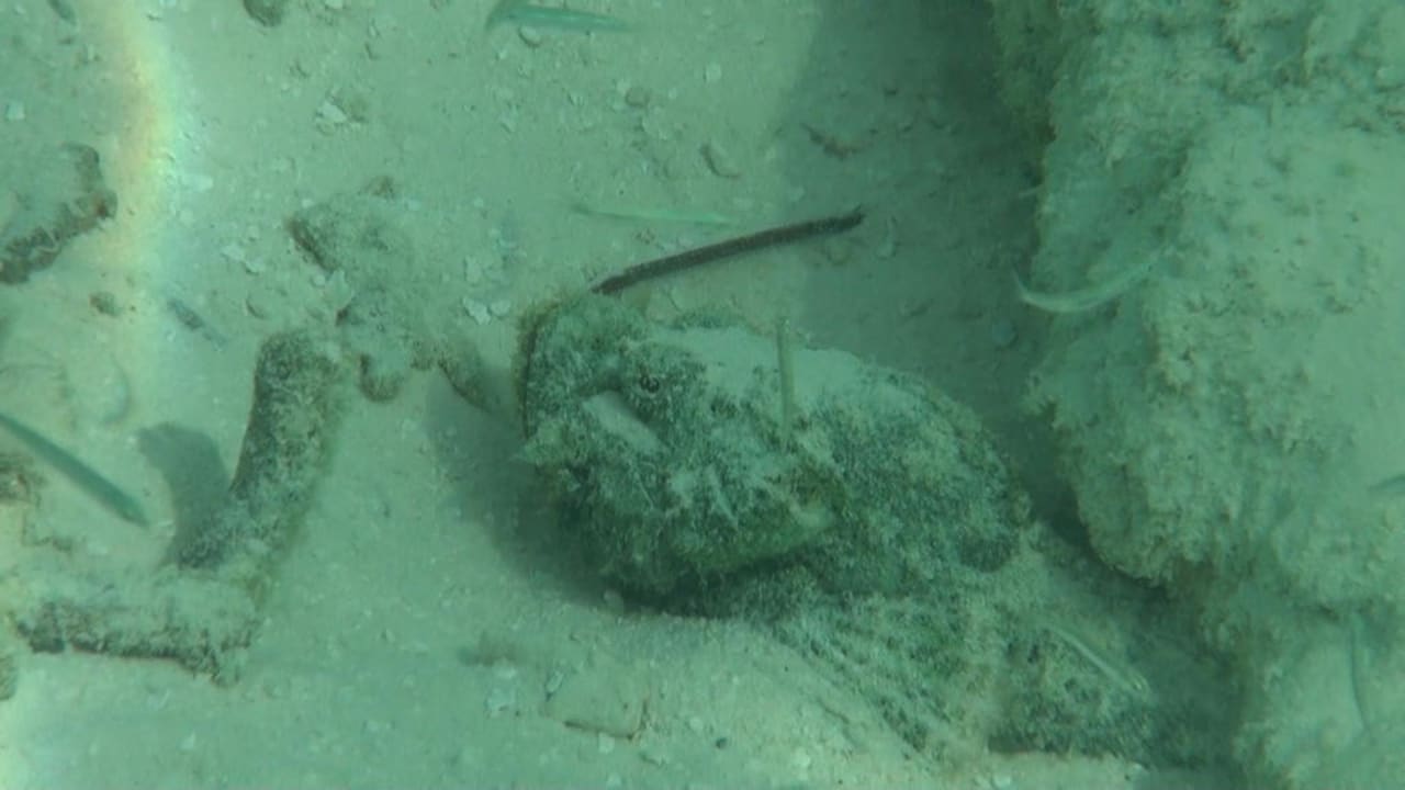 Steinfisch Eri Maldives