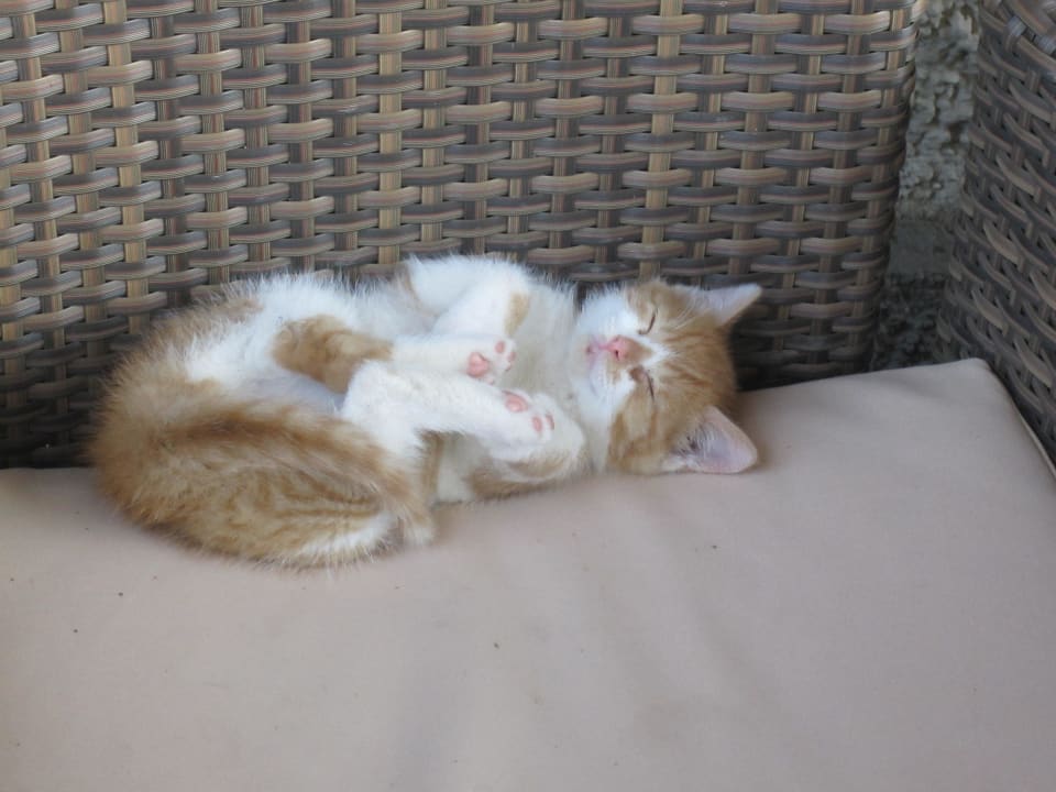 Garfield auf "Urlaub" Familienbauernhof Haunzwicklhof