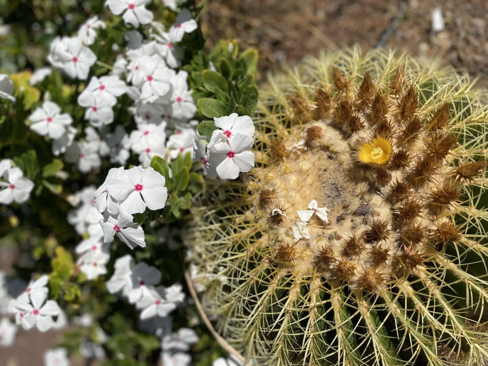 Gartenanlage allsun App.-Hotel Esquinzo Beach