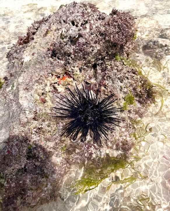Strand Royal Zanzibar Beach Resort