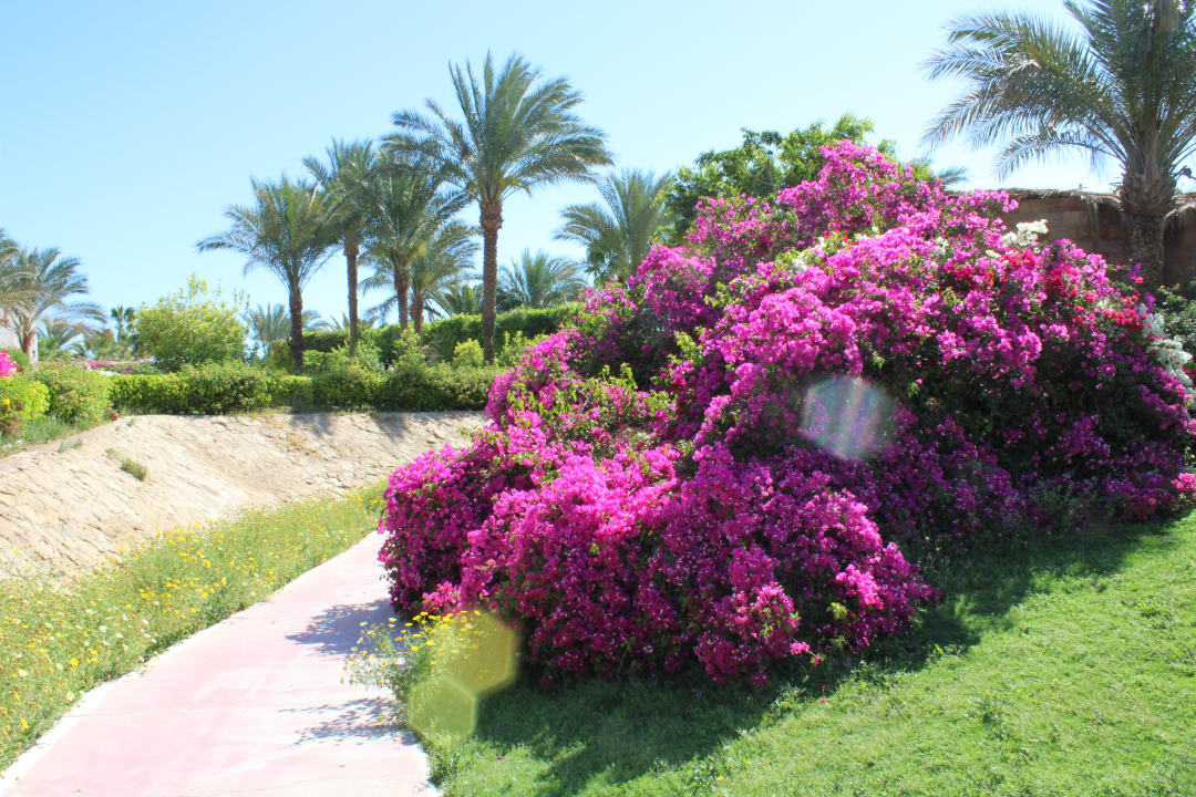 Gartenanlage Fort Arabesque Resort, Spa & Villas