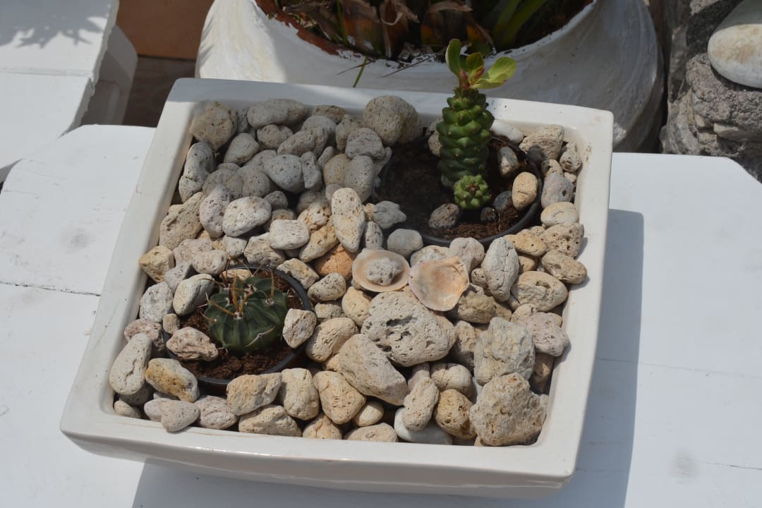 Gartenanlage Hotel Kathrin Beach