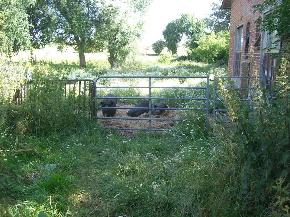 Nicht einladen für Kids die Schweine zu besuchen Ferienhof Mittenmang