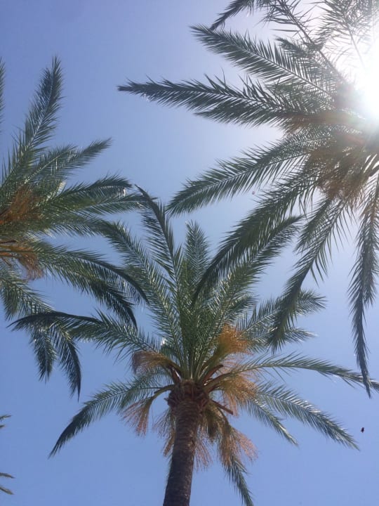 Gartenanlage Prinsotel La Dorada