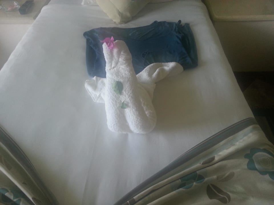 Mitbewohner Pickalbatros Citadel Resort